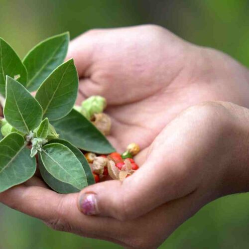 ashwagandha benefits