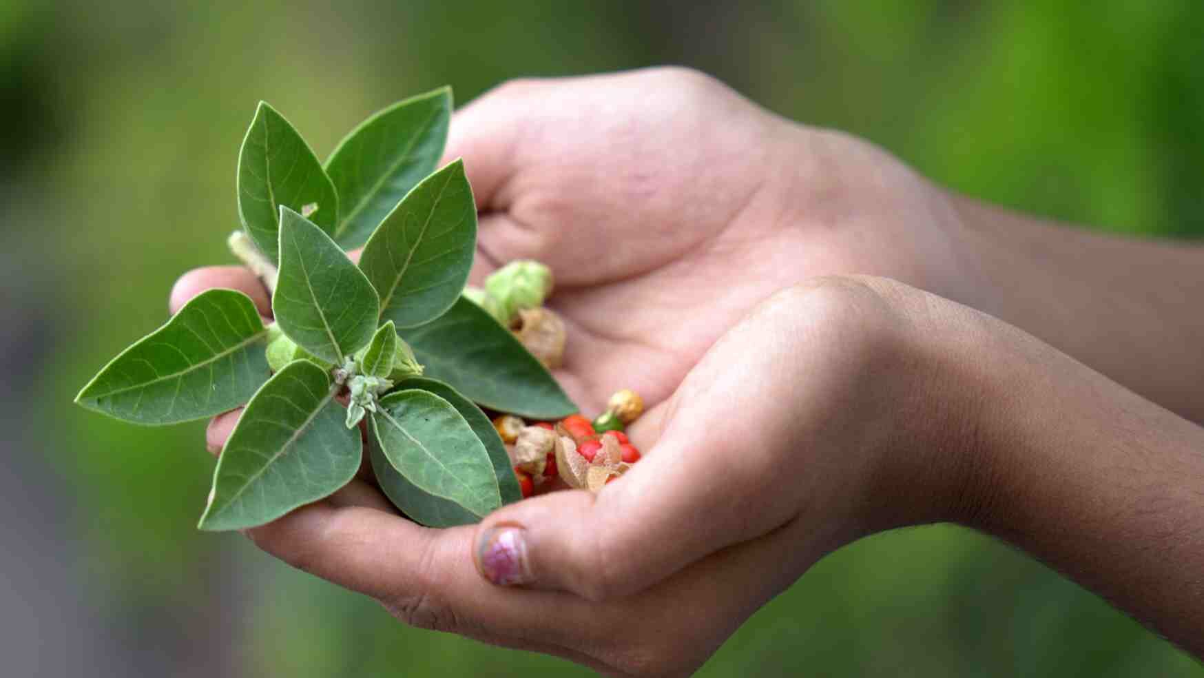 ashwagandha benefits